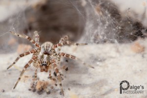 A Funnel Weaver Spider, family Agelenidae. Image by Paige Brown